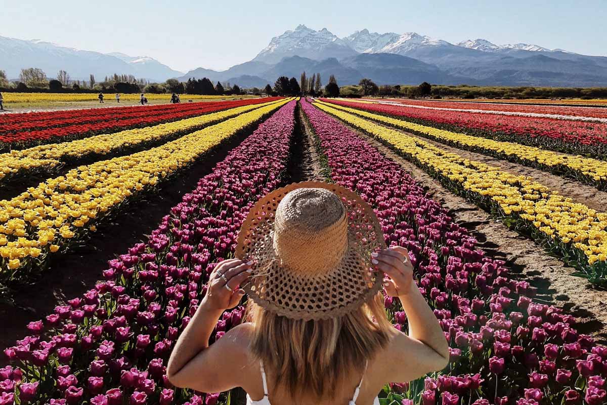 Tulipanes en Trevelin (Chubut)