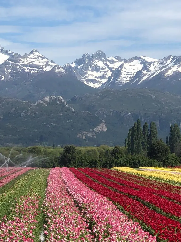 COMBO Tulipanes en Trevelin + 2 excursiones.